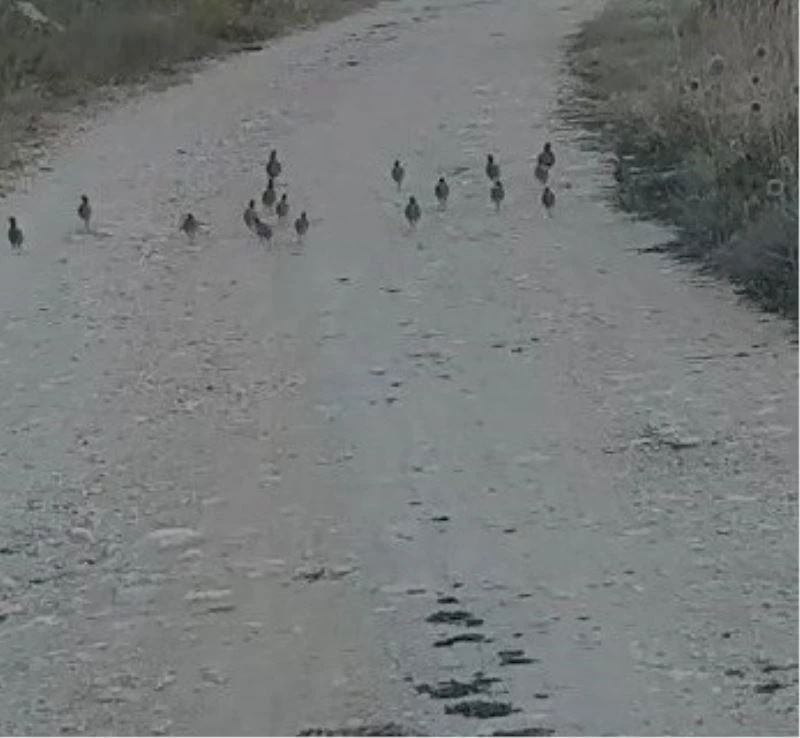 Tunceli’de Çil Keklik sürüsü görüntülendi
