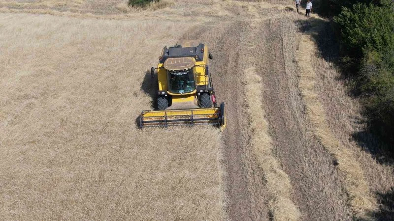 Devlet hibe etti, çiftçinin siyez üretim maliyeti düştü
