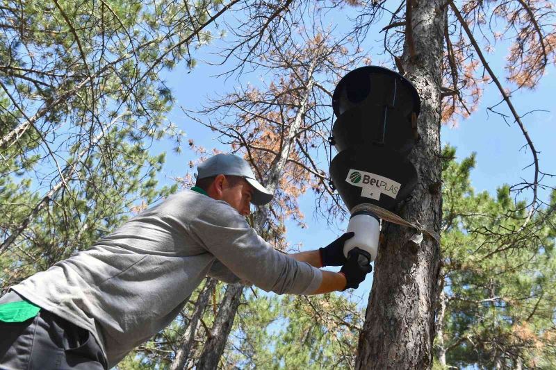“Feromonlu Tuzak Projesi” ile ağaçlar korumaya alınıyor
