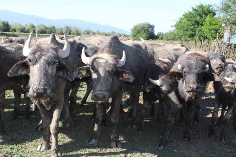 Düzce’de geçtiğimiz ay yaşanan sel, manda üretimini vurdu
