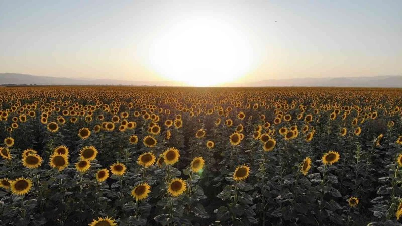 Muş Ovası ayçiçekleriyle sarıya boyandı
