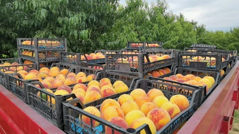 Şeftalinin suyu çıktı, dalında 3, tezgahta 10 TL
