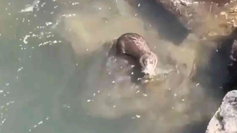 Dicle Nehri’nde ’su samuru’ görüntülendi
