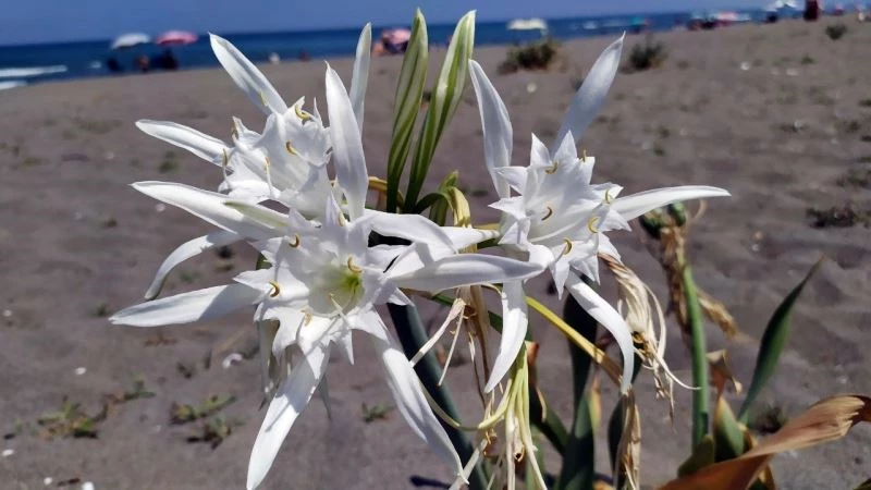 Nesli tükenen bu çiçeği kopartmanın cezası dudak uçuklatıyor
