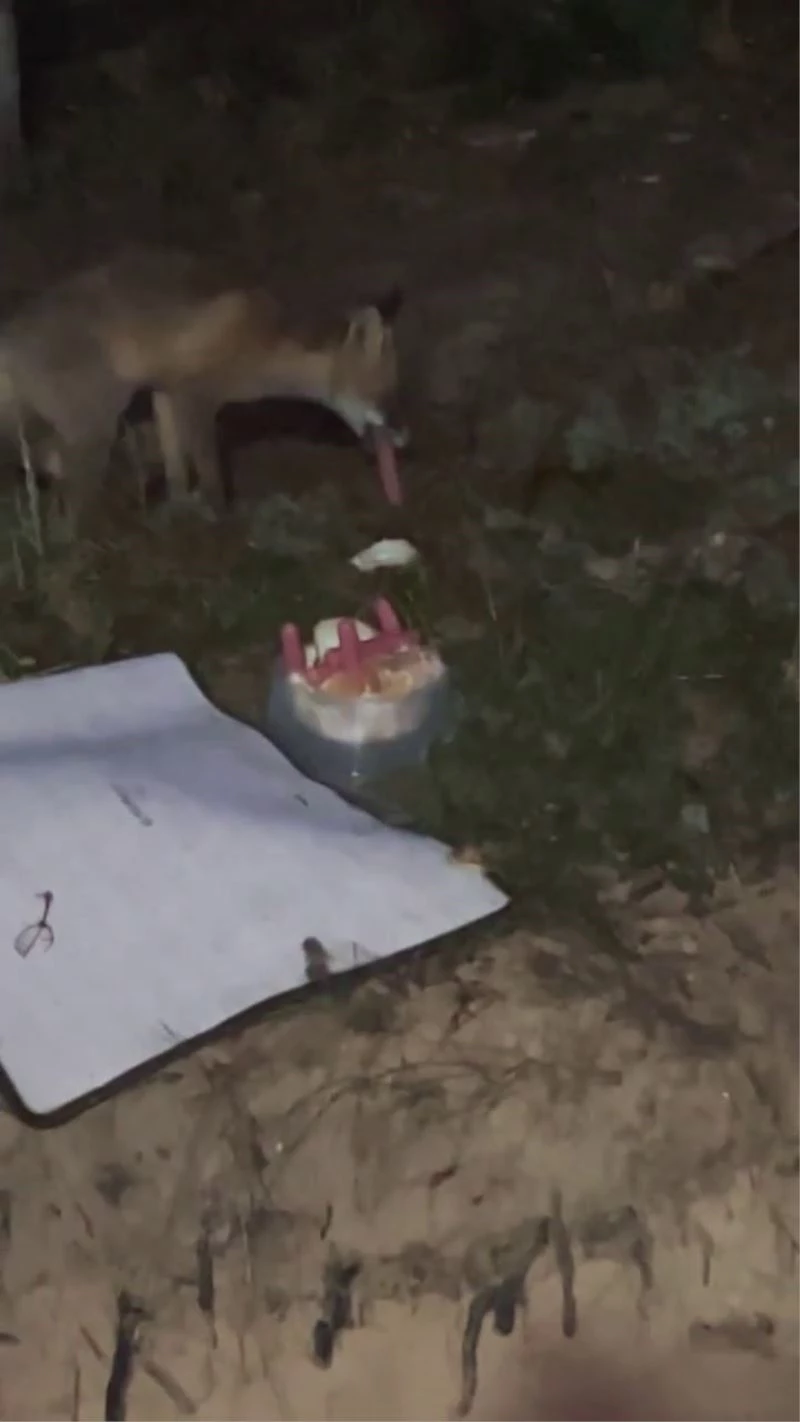 Tilkiyi sosisle besledi, o anları kayda alarak ölümsüzleştirdi
