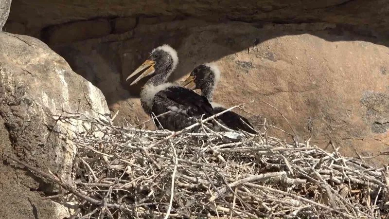 Bozkırın yaban hayatı fotokapanda
