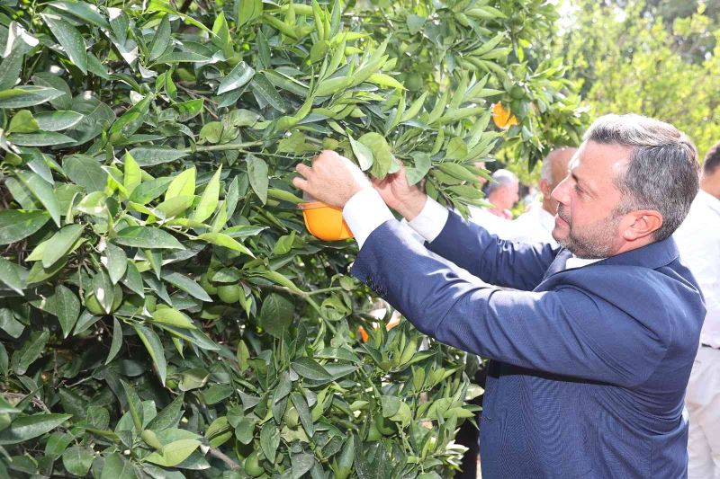Yüreğir’de Akdeniz Meyve Sineği ile etkin mücadele
