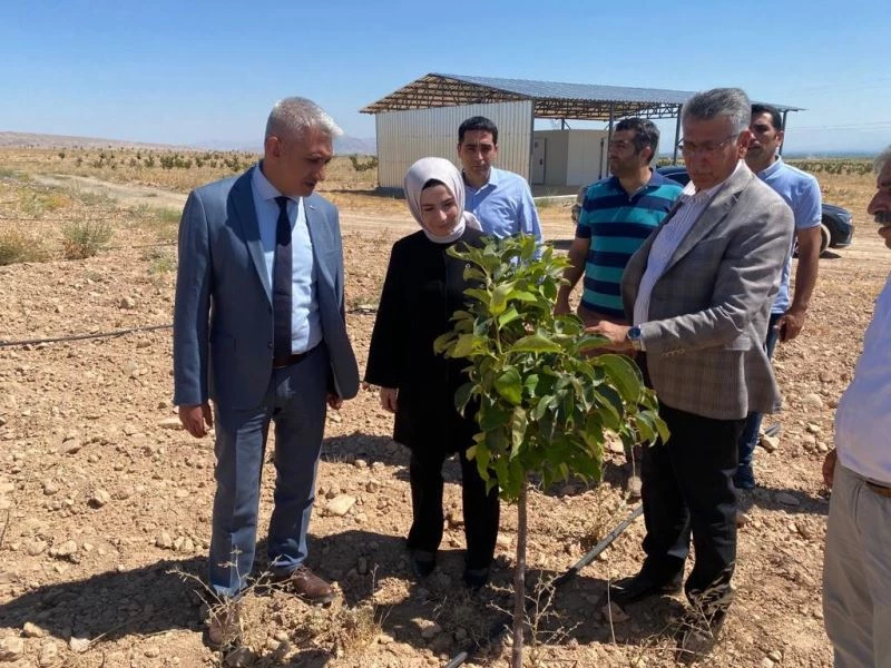 Malatya’da Trabzon hurması üretimine destek
