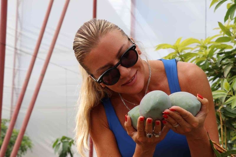 Antalya’da yılın ilk mango hasadı Ivana Sert’ten
