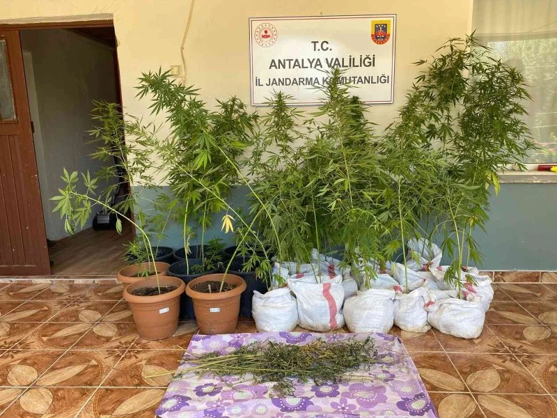 Jandarmanın fark ettiği koku kenevir bahçesini ortaya çıkardı
