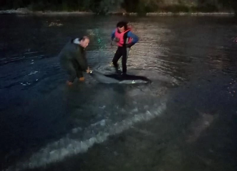 İtfaiye ve Sahil Güvenlikten yunus kurtarma operasyonu
