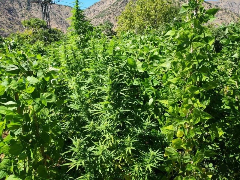 EREN ABLUKA-9 operasyonlarında 3 milyon 257 bin kök kenevir bitkisi ele geçirildi
