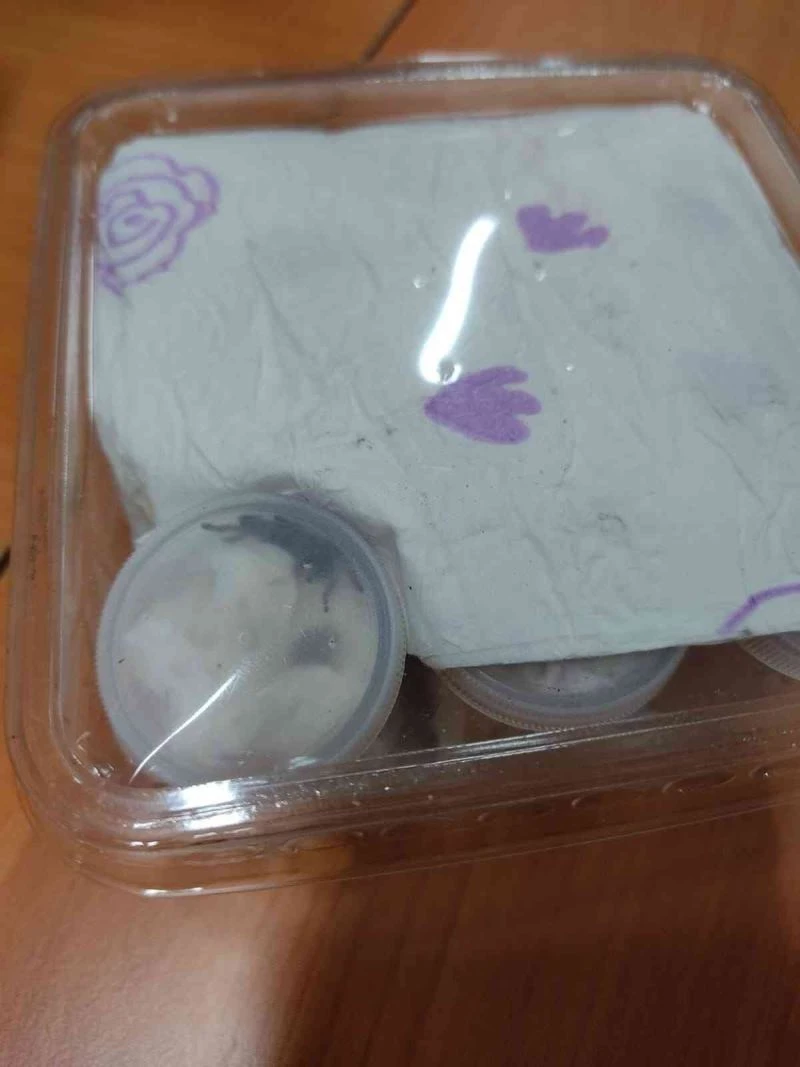 İzmir’de 26 tüp tarantula cinsi örümcek ele geçirildi
