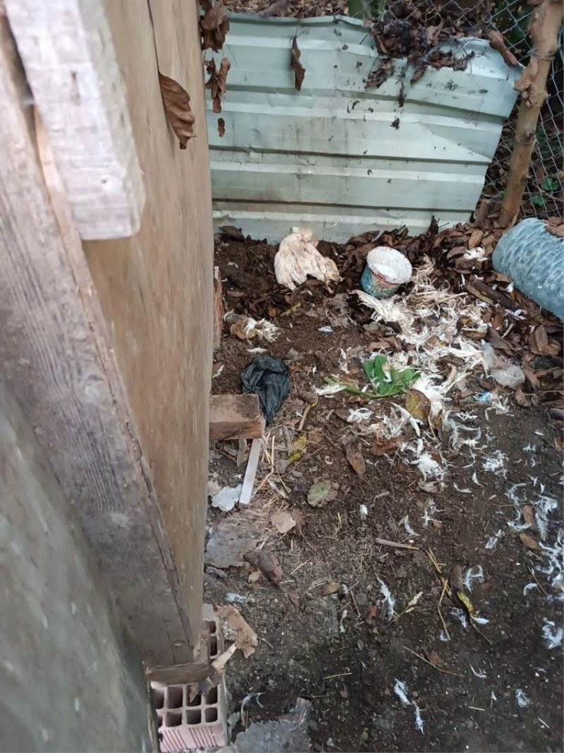Kümese giren sokak köpekleri 11 tavuğu telef etti
