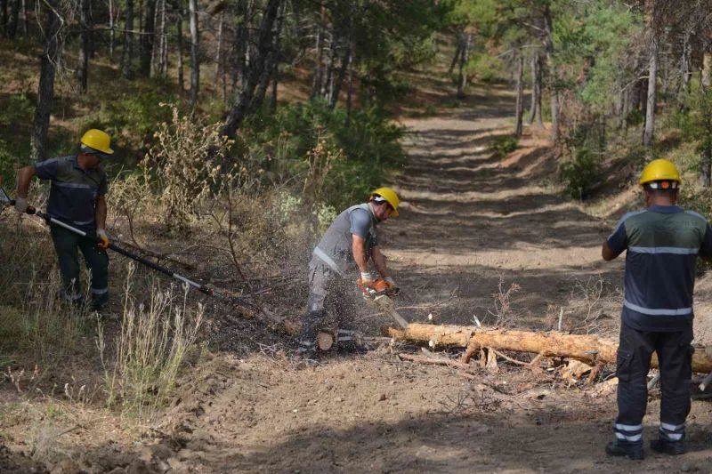 Bahabey çamlığında istilacı böcekle mücadele başlatıldı
