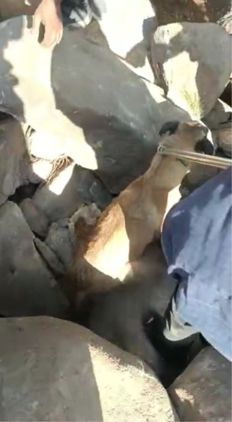 Şanlıurfa’da kayalıklara sıkışan köpek için seferber oldular
