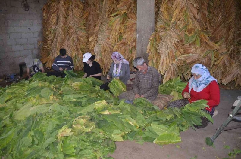Fedakar çift tütünden kazandığı parayla çocuklarını okutuyor
