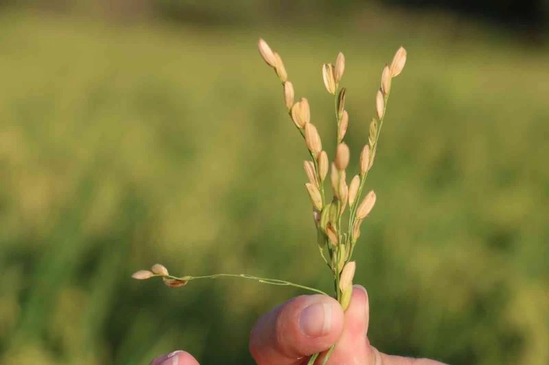 Edirne’de beyaz altın çeltik hasadı başladı

