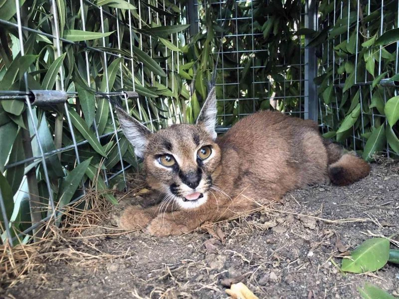 Yangından kurtulan yavru karakulak Marmaris-Datça arasında bulundu
