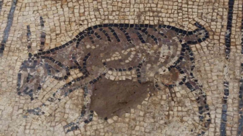 Filistinli çiftçi ağaç dikmek isterken arkeolojik keşif yaptı
