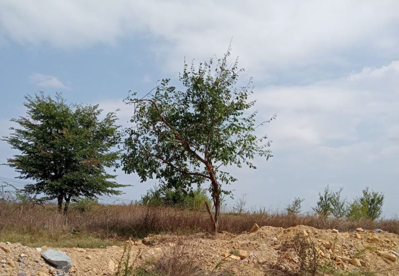 İzmit Belediyesi sökülen ağaçları yeniden toprakla buluşturdu
