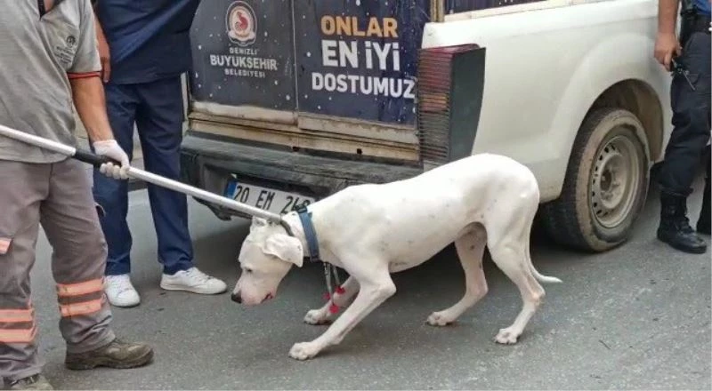 Alkollü sürücünün polisi ısıran köpeğine el konuldu
