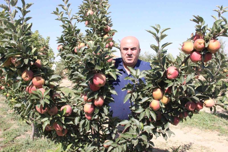 Karaman’da dalları elma bastı

