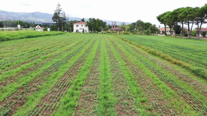 Yeşil vatana 10 milyon fidan
