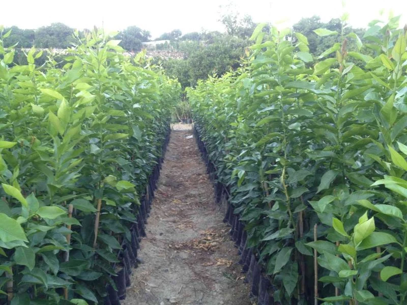 FÜAB Başkanı Nallı: “Neyi üretip neyi üretemeyeceğimize yurt dışındaki ıslahçı hakkı sahibi kişi karar veriyor”
