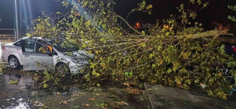 Fırtınanın devirdiği ağaç 4 araca hasar verdi
