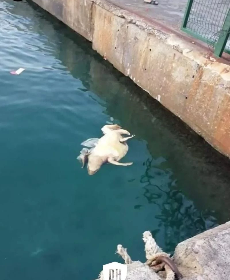 Didim açıklarında ölü kaplumbağalar kıyıya vurdu

