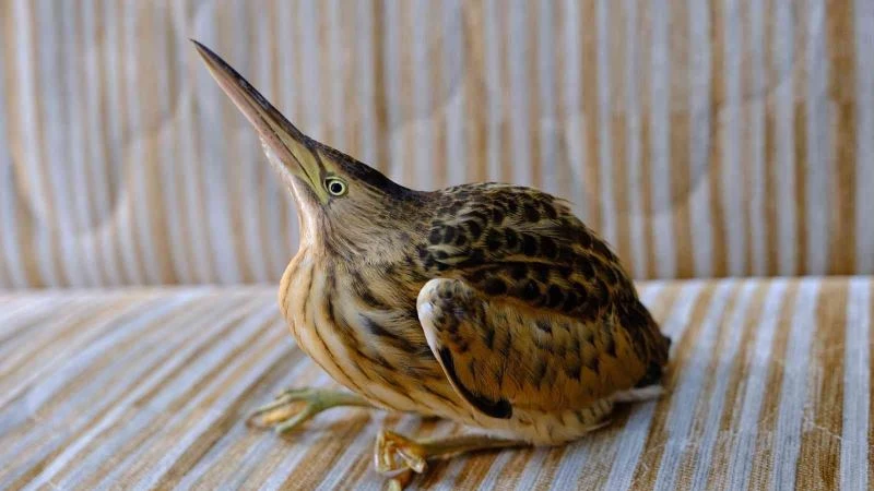 Nesli tükenme tehlikesi altında, hastane bahçesinde yaralı halde bulundu
