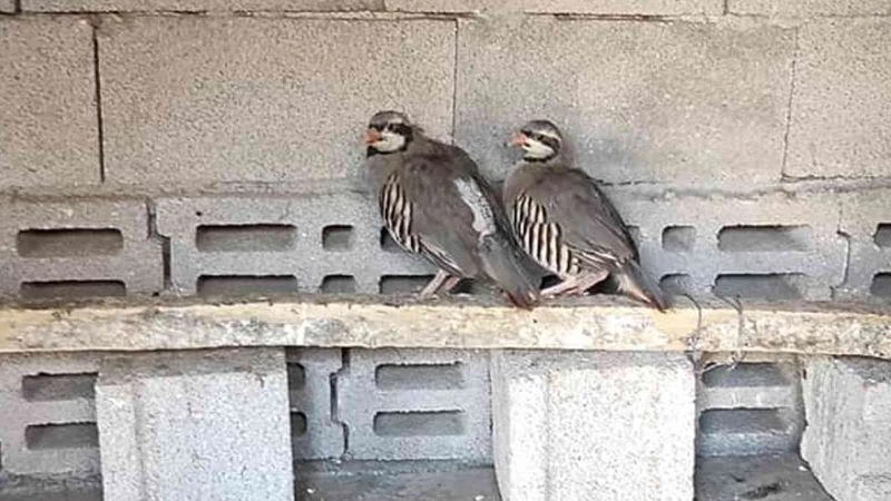 Yakaladığı keklikleri satan kişiye 23 bin TL para cezası
