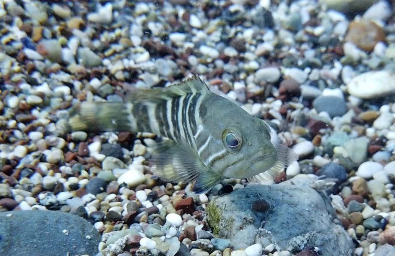 Av yasağı etkisini gösterdi, Antalya Körfezi’nde her taşın altından ‘Lagos’ balığının yavrusu çıkıyor
