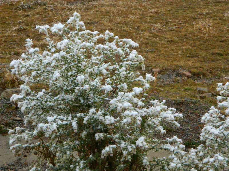 Posof’ta yüksek kesimlere mevsimin ilk karı yağdı
