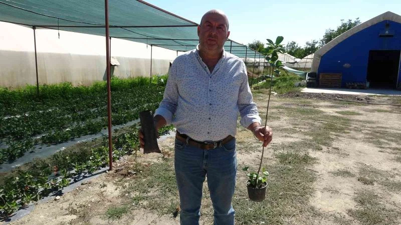 Organik solucan ve yarasa gübresiyle yetiştirilip, kilosu 150 liradan satılıyor
