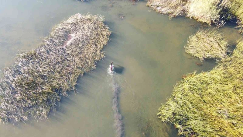 At yarışında jokey attan düştü, sazlıklar arasında kaybolan at saatler sonra bulundu
