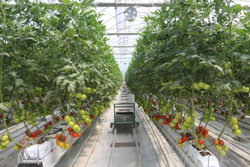 Erzurum’da jeotermal enerjiyle Türkiye’nin en ucuz domatesi üretiliyor
