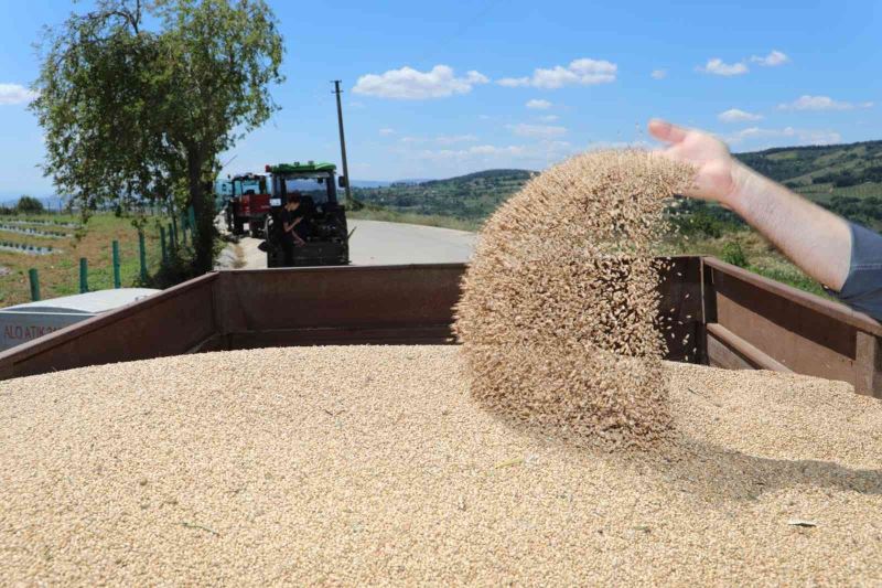 İzmit Belediyesi çiftçiye nusrat cinsi buğday tohumu desteği verecek
