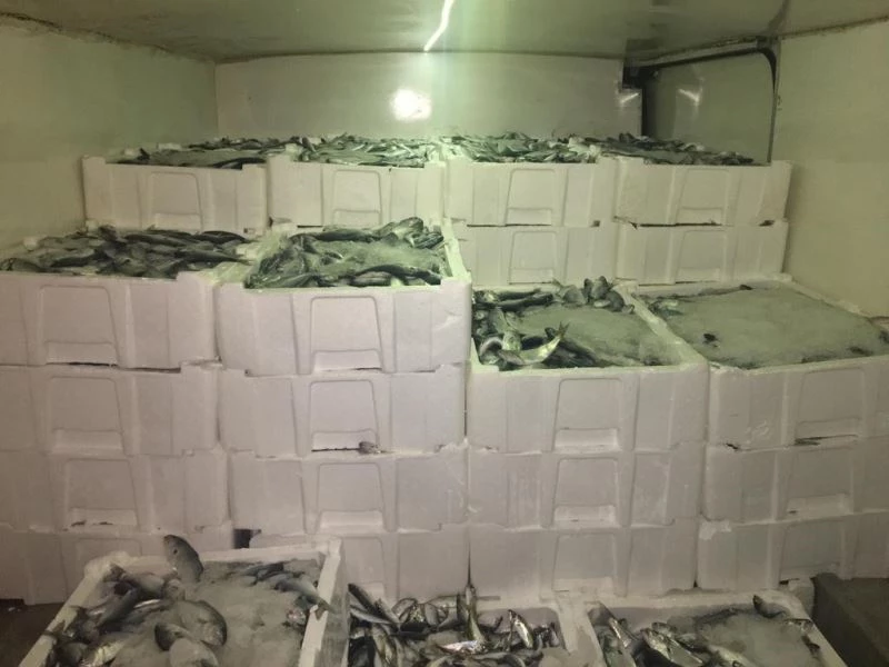 Bir kamyonda bulunan 1 ton balığa el konuldu
