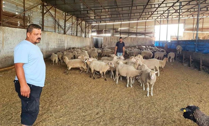 Sahipsiz köpekler koyun ağılına saldırdı, bir koyun telef oldu
