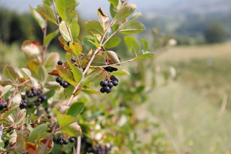 İnegöl’de süper meyve ’aronya’nın hasadı başladı

