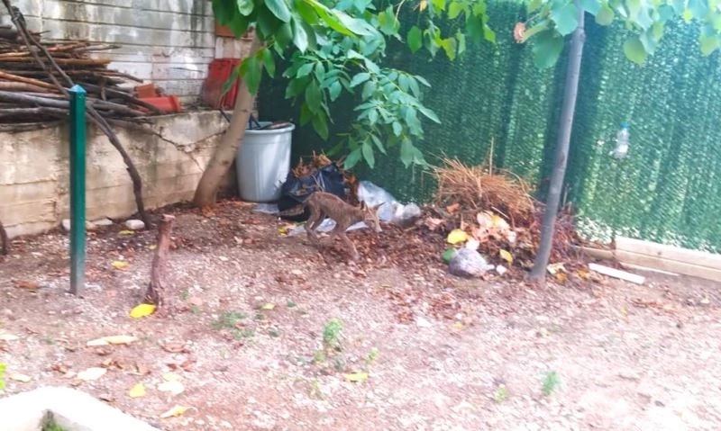 Aç kalan tilki güpegündüz mahalleyi dolaştı
