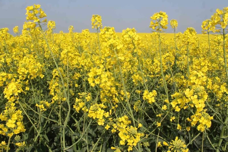 Çiftçilere devlet destekli kanola tohumu dağıtıldı
