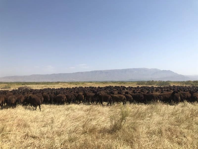 Iğdır’daki tarım işletmesinde koç katımı yapıldı
