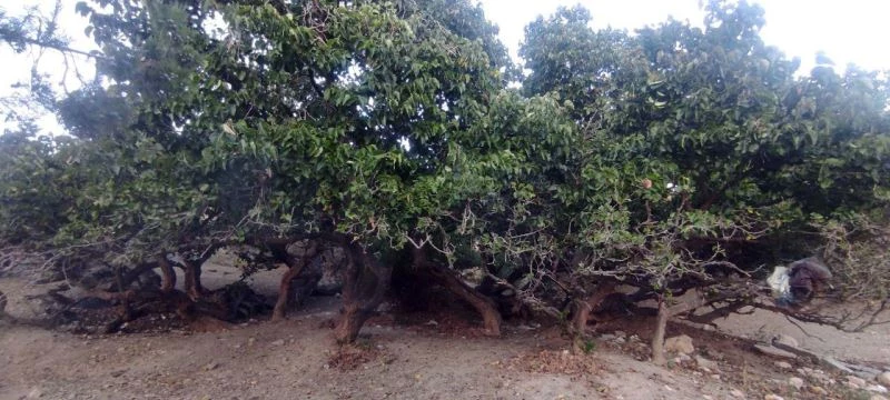 İki bin yıllık dut ağacı görüntüsü ile dikkat çekiyor
