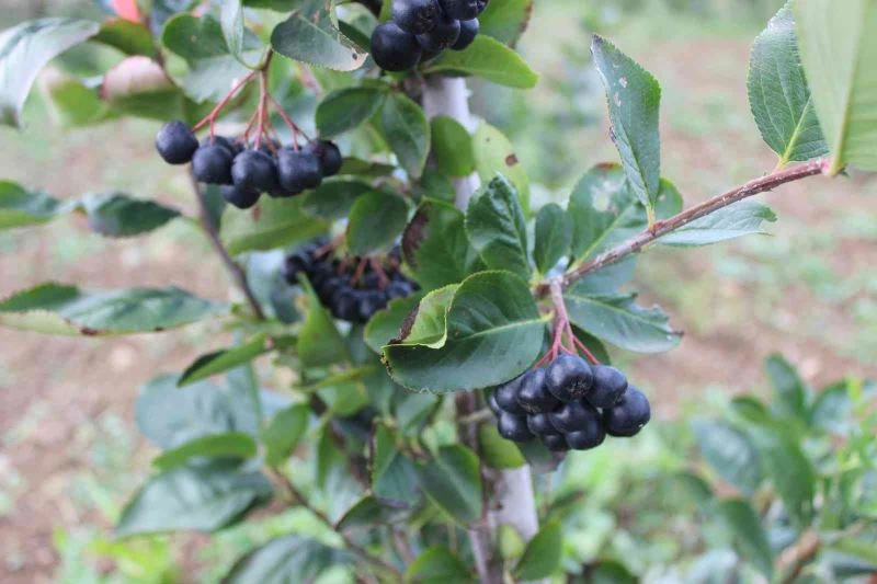  Yaşı 90, kurusu ise 450 TL
