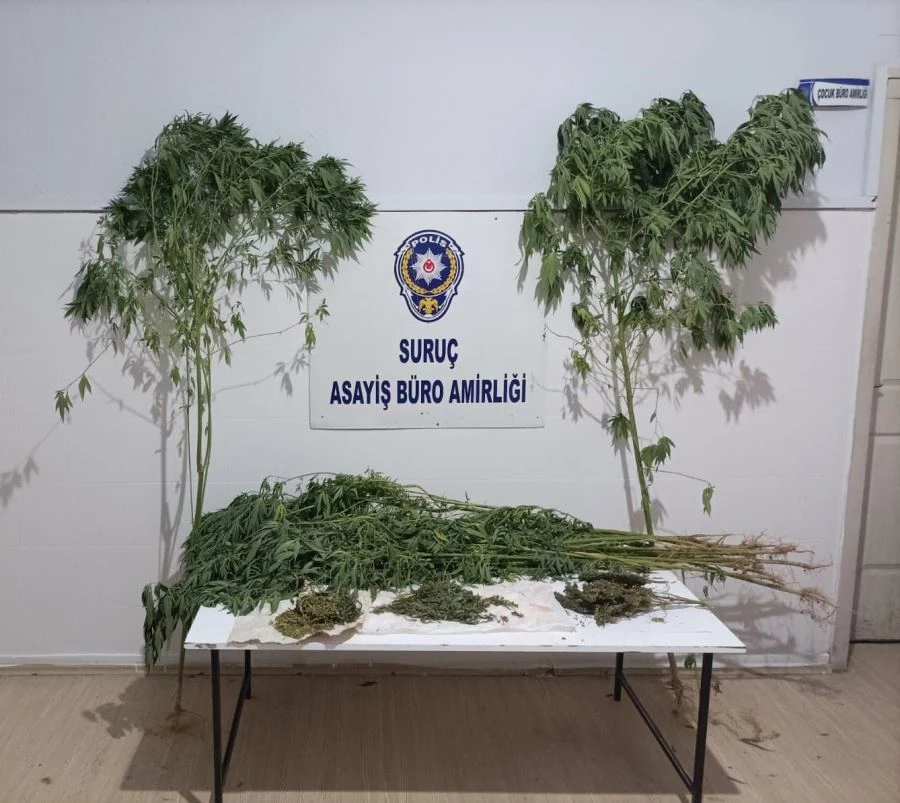 Suruç’ta kenevir operasyonu  