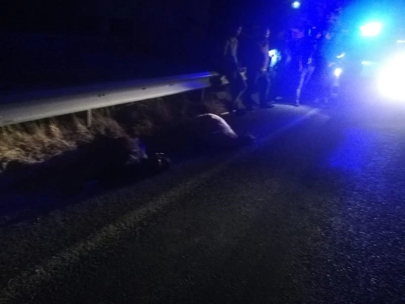 Otomobilin çarptığı keçiler telef oldu
