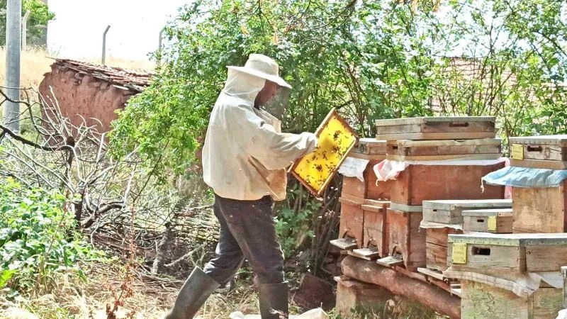 ’Toprak Dede’ Sungurlu’da kapari balı üretiyor
